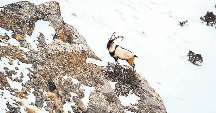 Yaban keçisi avladı 1 milyon ceza yedi