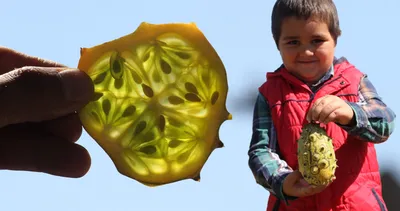 Mucize bitki! Üreticisini zengin ediyor... Bir kökten 50 adet ürün çıkıyor!