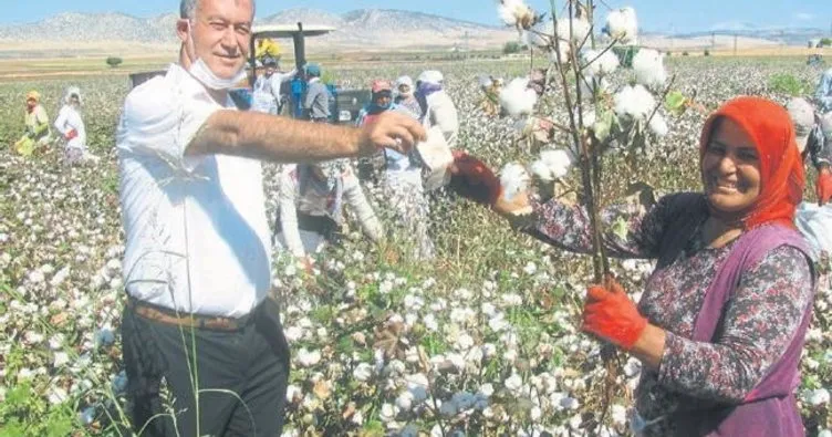 Gaziantep’te pamuk hasadına başlandı