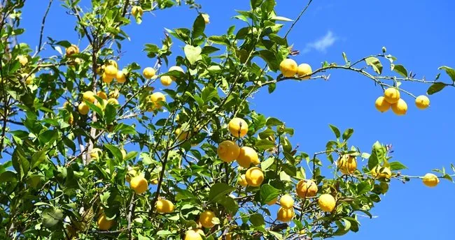 Limon Ağacı En Çok Neyi Sever? Limon Ağacı Çok Su İster Mi?