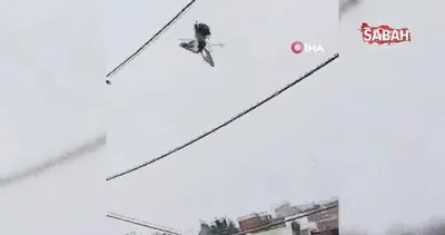 Peru’da bıçak bağlanan drone ile güvercin kurtarma operasyonu | Video