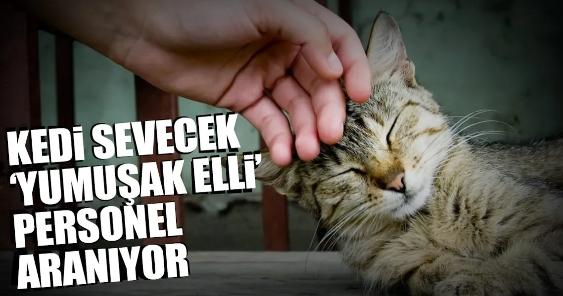 Kedi Sevecek Yumusak Elli Personel Araniyor Dunya Haberleri