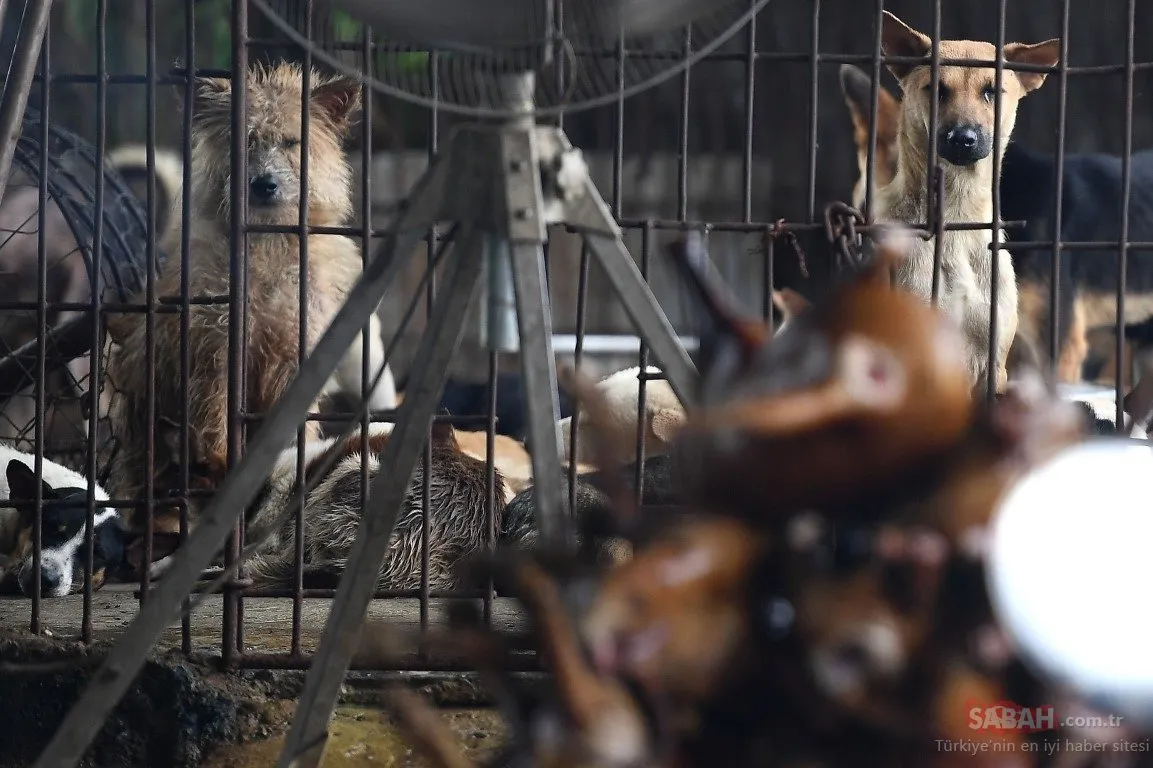 Yeni bir salgın mı geliyor? Çin�de köpek eti festivali tepkilere rağmen