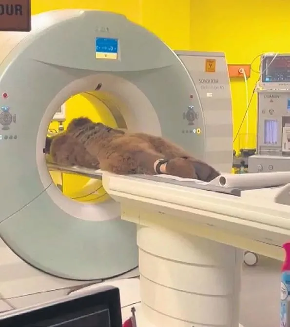 ‘Ayı Okan’ın MR’ı gündem oldu