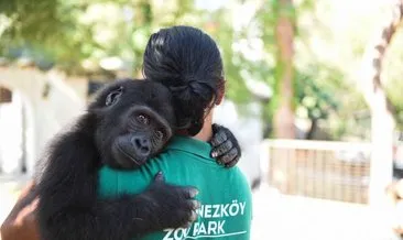 Sevindiren haber geldi! Yavru goril 