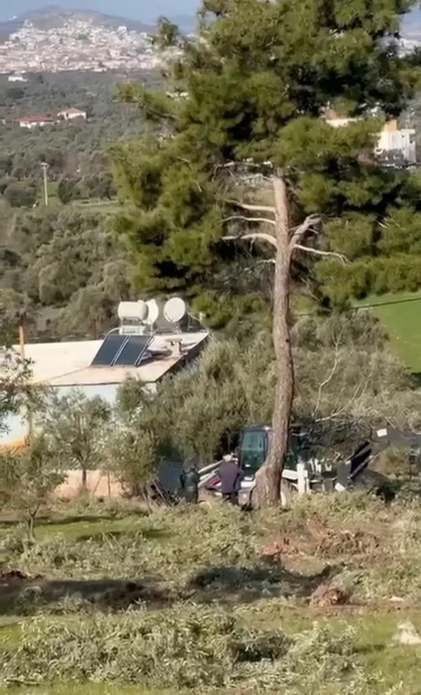 Zeytin ağacı katliamı görüntüsü