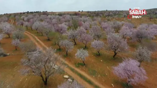 Badem ağaçları çiçek açtı, ortaya kartpostallık görüntüler çıktı | Video