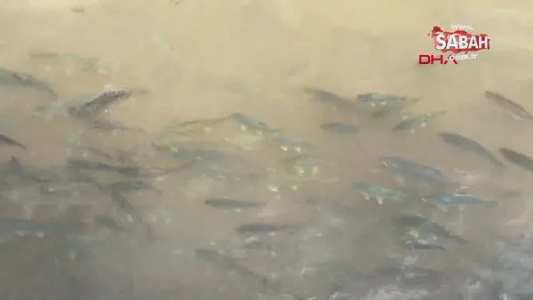 Balıklıgöl'ün suyu normalleşmeye başladı, balıklar yeniden ortaya çıktı | Video