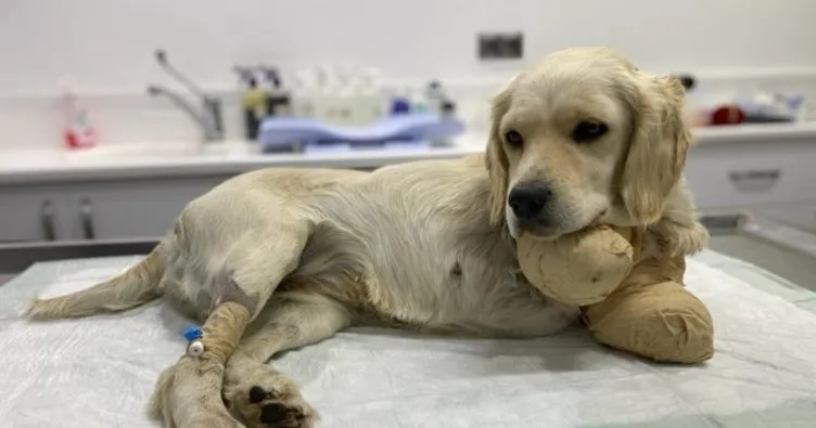 Samsun’da, patileri kesilen yavru köpek hayati tehlikeyi atlattı