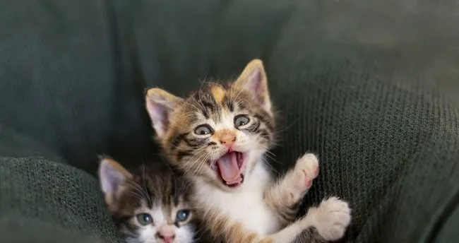 Yavru Kedi Bakımı: Evde Yeni Doğan Annesiz Yavru Kedi Nasıl Beslenir, Ne Yer?