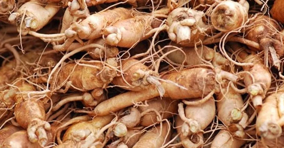 Ginsengin Faydalari Ve Zararlari Nelerdir Kirmizi Ginseng Nasil Tuketilir Kilo Aldirir Mi Saglik Haberleri