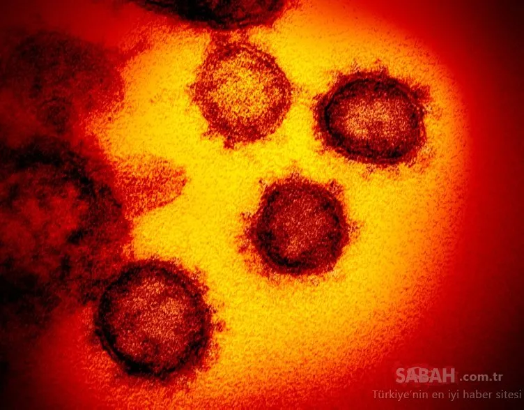Koronavirüs aşısı ile ilgili son dakika haberi: 20’nin üzerinde corona virüsü aşısı...