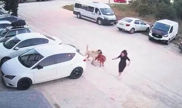 Başıboş köpekler dehşeti yaşattı