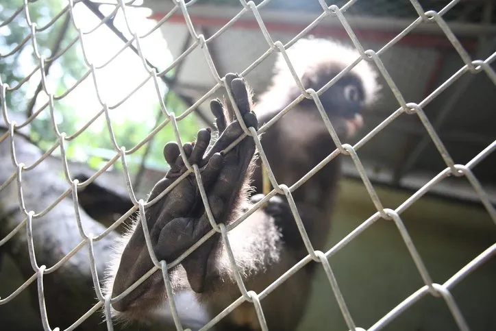 Hayvanat bahçesinde dehşet! Kaplan adamı parçaladı! Ayakkabısı ele verdi…