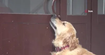 Bolu’da kapıyı anahtarla açıp eve giren köpek kamerada!
