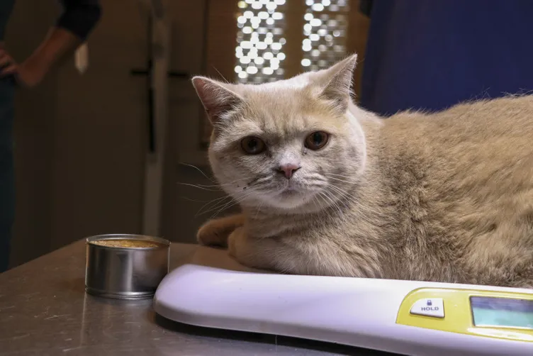 Obez kedi Ekmek pilates ve yüzme ile zayıflıyor: Normal kilosunun iki katı!