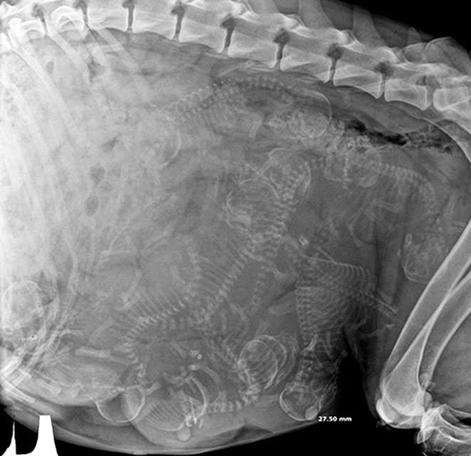 Hamile hayvanların ultrason görüntüleri