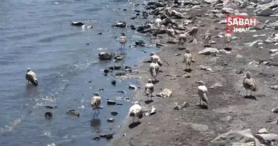 Van Gölü’nde içler acısı manzara: Binlerce martı öldü! | Video