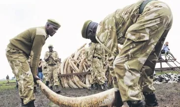 111 bin fil katledildi