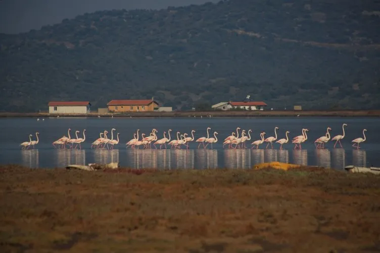 Tuzla Sulak Alanı’na flamingo akını