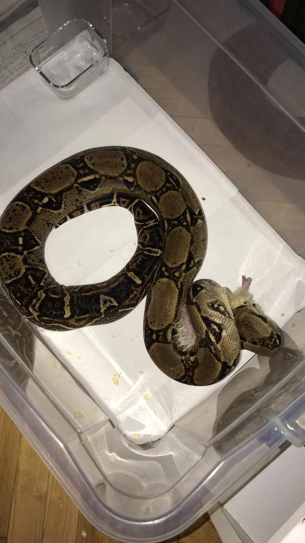 boa ve piton yilani kacakcilarina