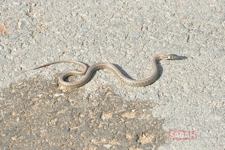 Yüksekova’da sürü halinde görülen yılanlar korkutuyor