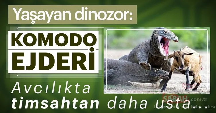 Yaşayan dinozor Komodo Ejderi’nin inanılmaz av anı kamerada! Timsahtan daha usta...