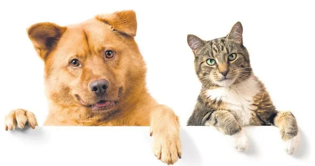 en sevdiginiz dostunuz ayda 20 tl ye