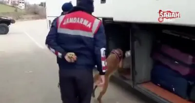 Narkotik köpeği ’Resim’ ile yapılan aramada 4 buçuk kilogram esrar ele geçirildi | Video