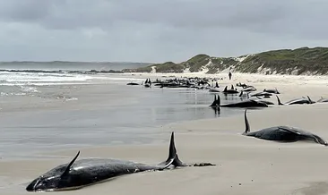 Avustralya’da balinalar karaya vurdu