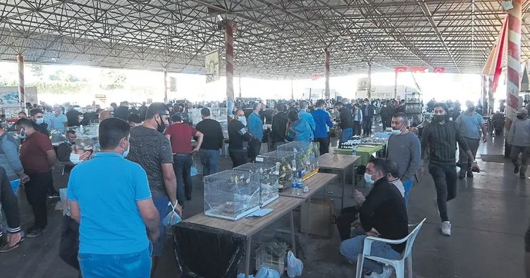 6 bin kanarya görücüye çıktı