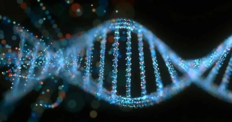 DNA Polimeraz Görevi Nedir? DNA Polimeraz Nerede Görev Yapar ve Ne İşe Yarar?