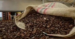 Kakao fiyatlarında düşüş sürüyor