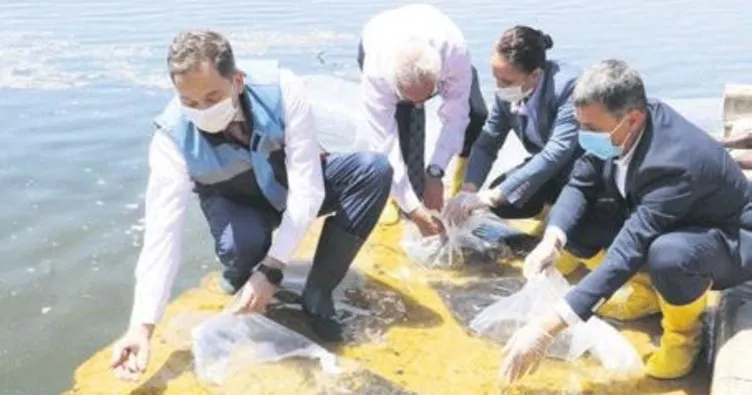 Mogan Gölü’ne 35 bin sazan yavrusu bırakıldı