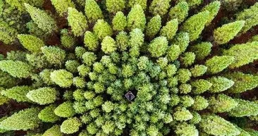 Görenleri şaşırtan kareler