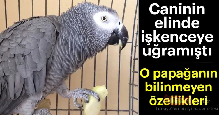 Murat Özdemir’in elinde işkenceye uğrayan papağanın bilinmeyen özellikleri
