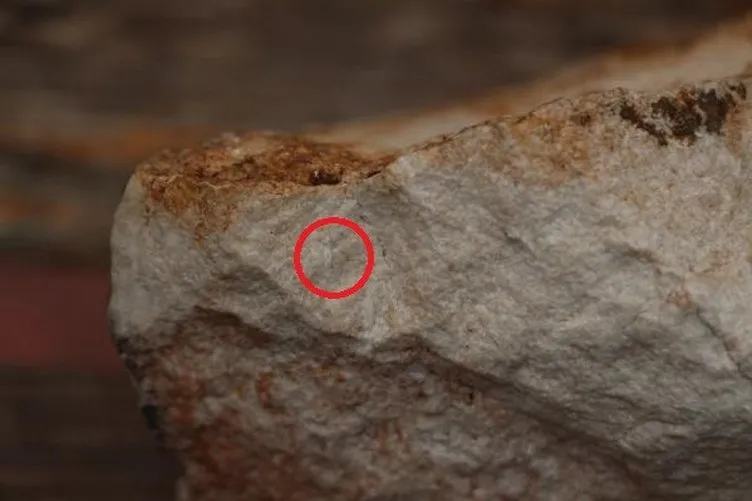 Cudi’de 12 milyon yıllık olduğu belirtilen salyangoz fosili bulundu