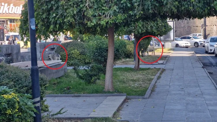 Küçük çocuk, mendil satarken köpek tarafından ısırıldı