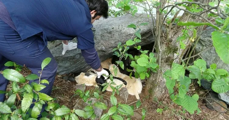 Köylülerin sahiplendiği 7 yavru köpeği zehirlediler