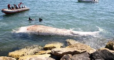 Dünyanın en büyük ikinci balinası Mersin’de karaya vurdu! Gözlerine inanamadılar! İşte balinanın fotoğrafı