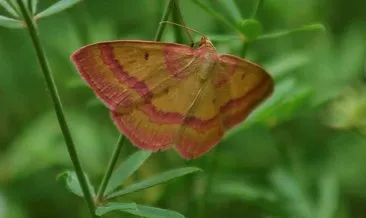 Türkiye’de ilk defa görülen kelebek türü fotoğraflandı