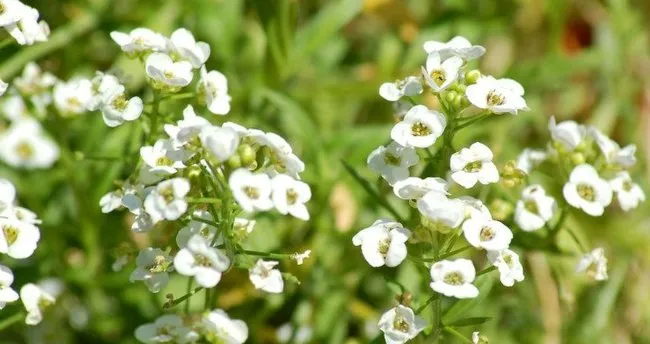 Çobançantası otu faydaları nelerdir? Çobançantası otunun yararları