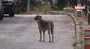 Beykoz’da başıboş köpeklere müdahale etmeyen Beykoz Belediyesi’ne mahalleliden tepki | Video