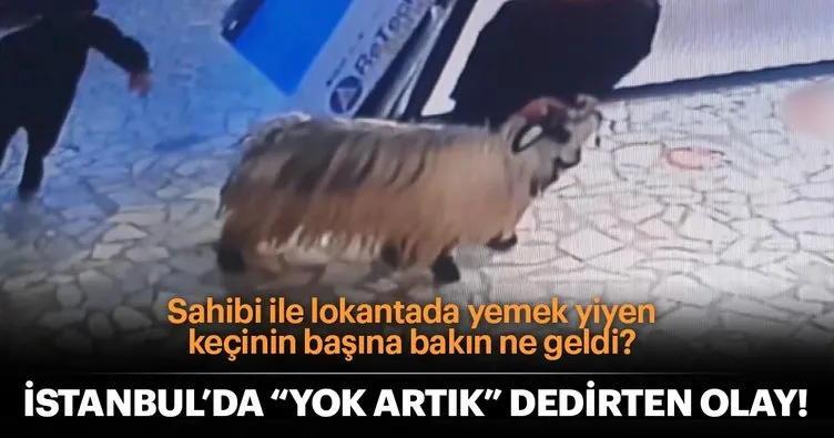 İstanbul’da fıkra gibi olay... Sahibiyle lokantada yemek yiyen keçiye köpek saldırdı!