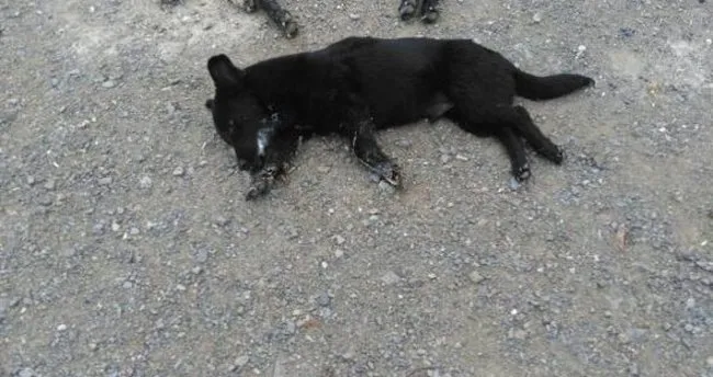 Izmir De Zehirlenen 7 Kopek Telef Oldu Son Dakika Haberler