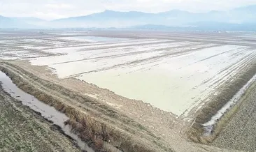 Karaborsacı uyarısı