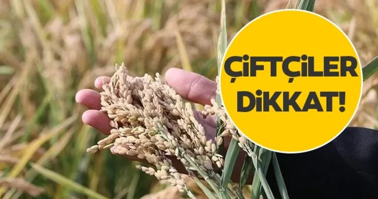 127 tonluk tohum dağıtılacak!