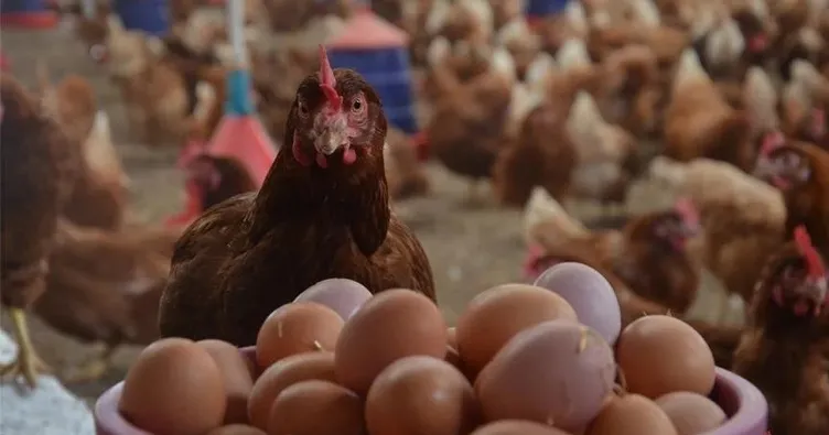 Tavuk eti üretimi yıllık bazda arttı