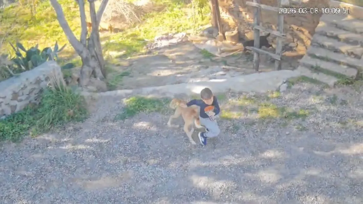 Antalya’da başıboş köpek dehşeti: 7 yaşındaki çocuk hastanelik oldu! Saldırı anı kamerada Antalya’da başıboş köpek dehşeti: 7 yaşındaki çocuk hastanelik oldu! Saldırı anı kamerada