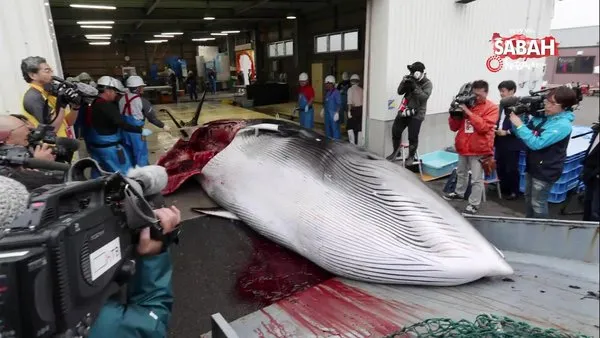 Japonya 31 yıl aradan sonra tekrardan balina avcılığına başladı